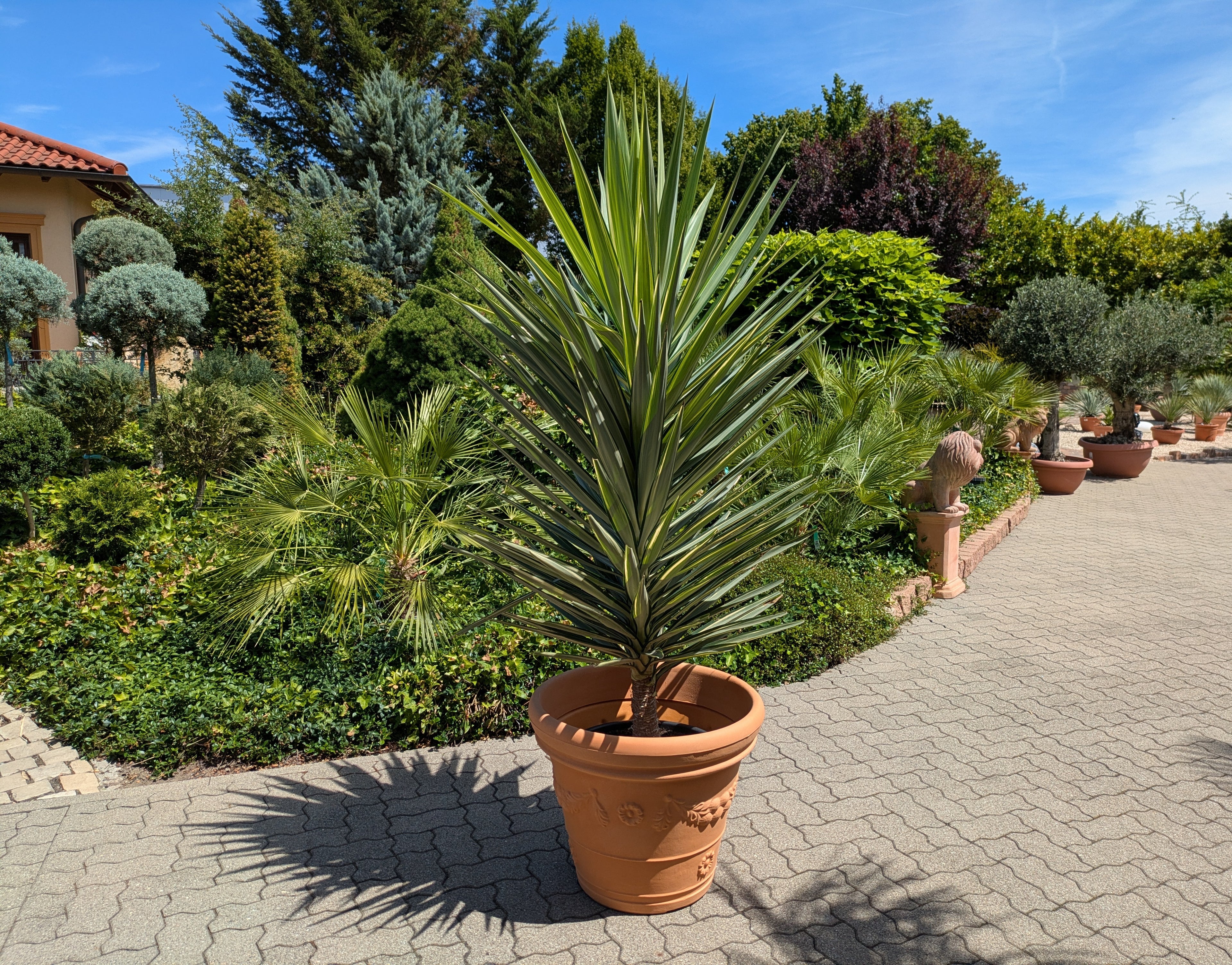 Yucca Jewel XXL