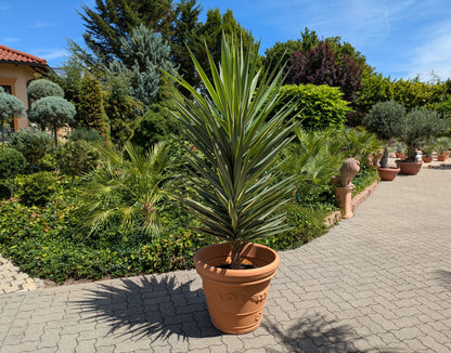Yucca Jewel XXL