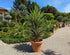 Yucca Jewel XXL