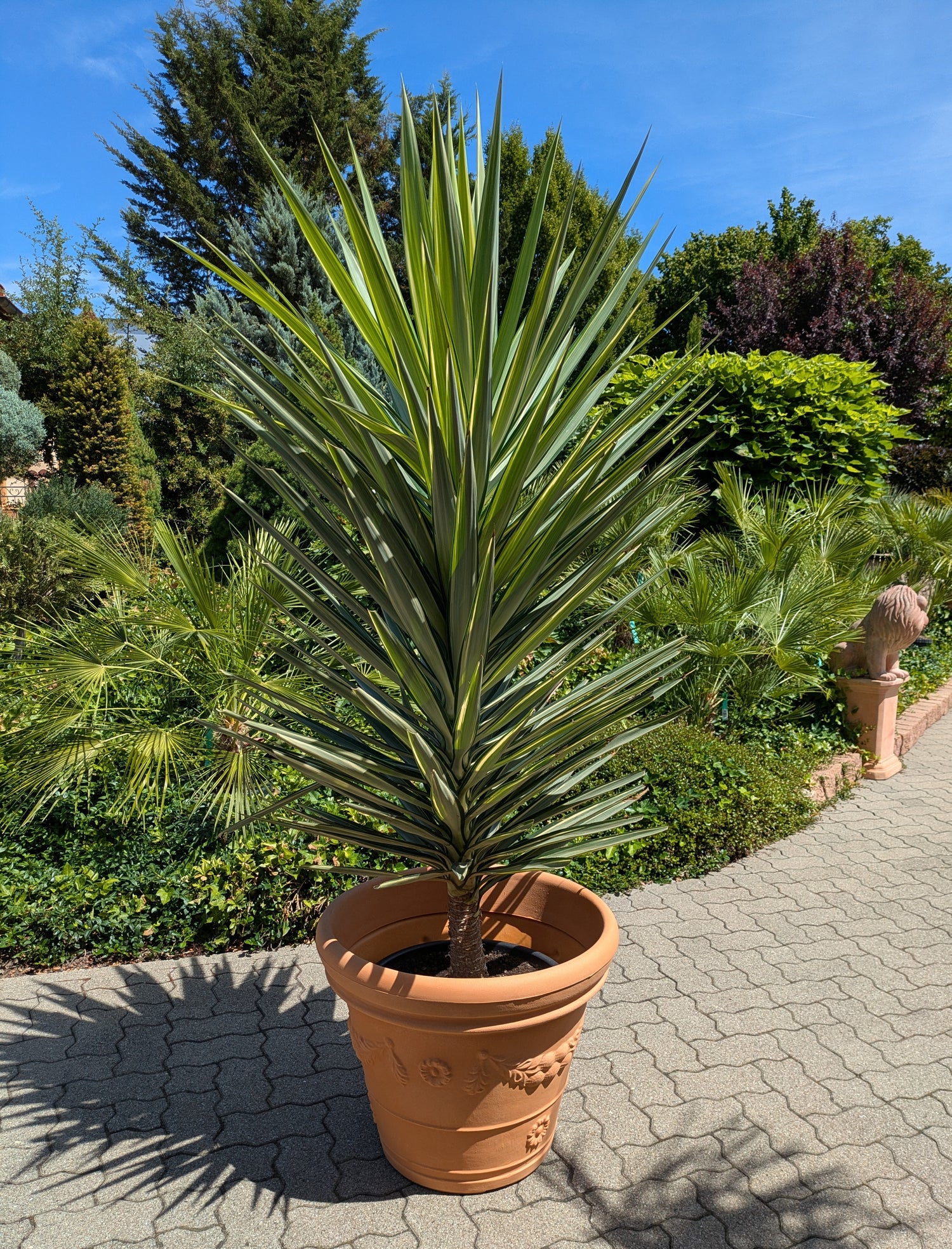 Yucca Jewel XXL in Lingenfeld, Toskanaarten