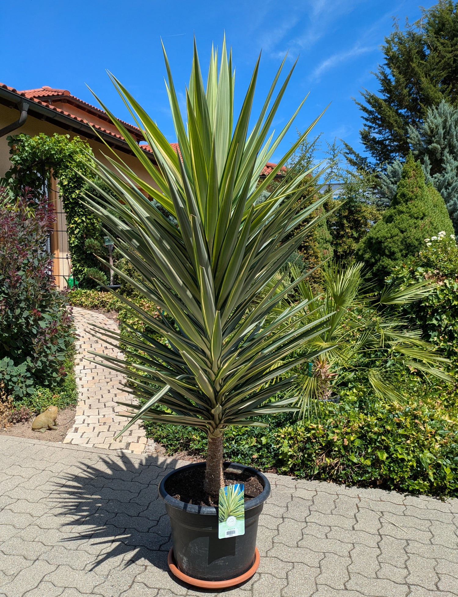 Yucca Jewel XXL im Toskanagarten