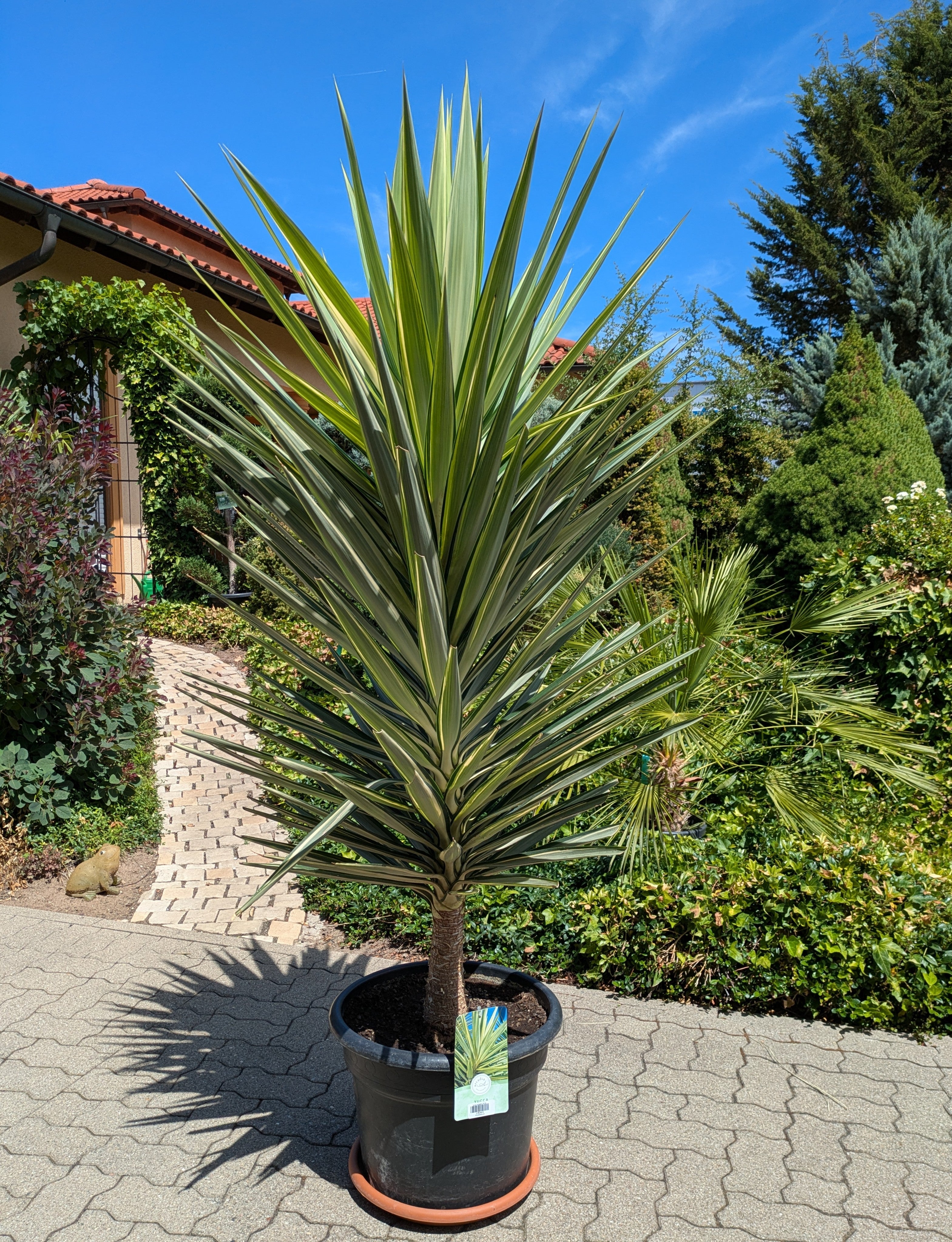 Yucca Jewel XXL im Toskanagarten