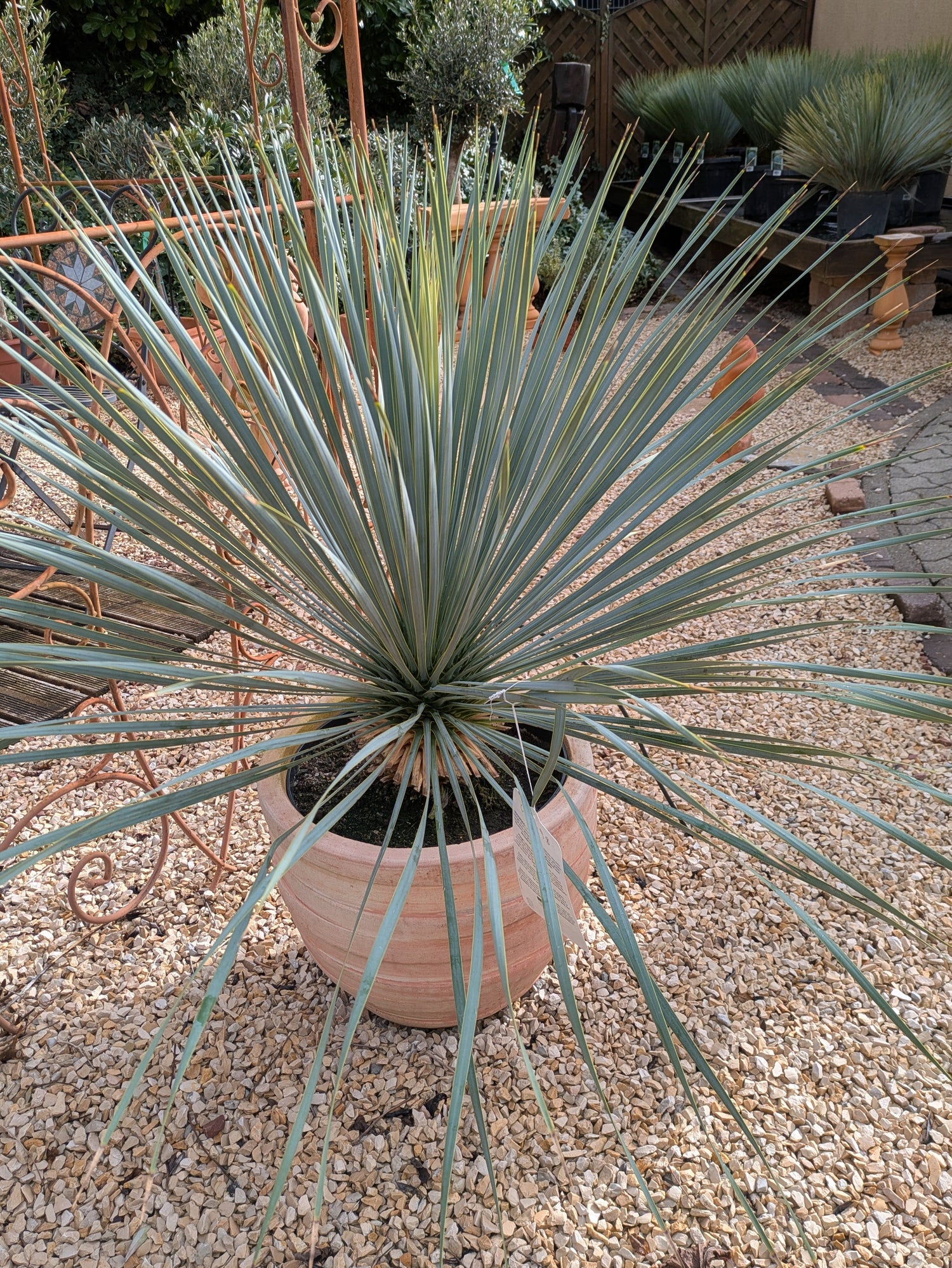 Rostrata Palmlilie im Toskanagarten