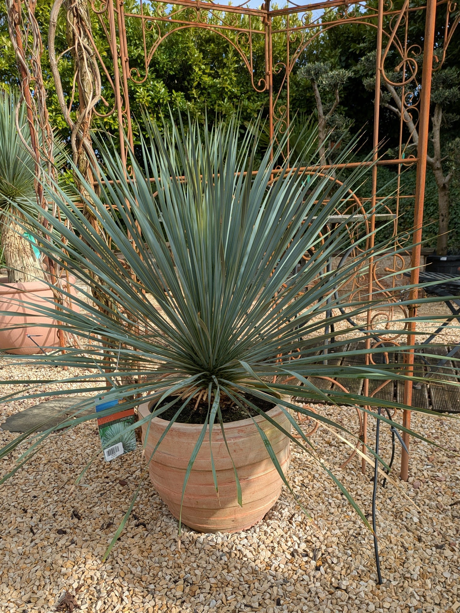 Yucca Rostrata im Toskanagarten