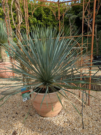 Yucca Rostrata im Toskanagarten