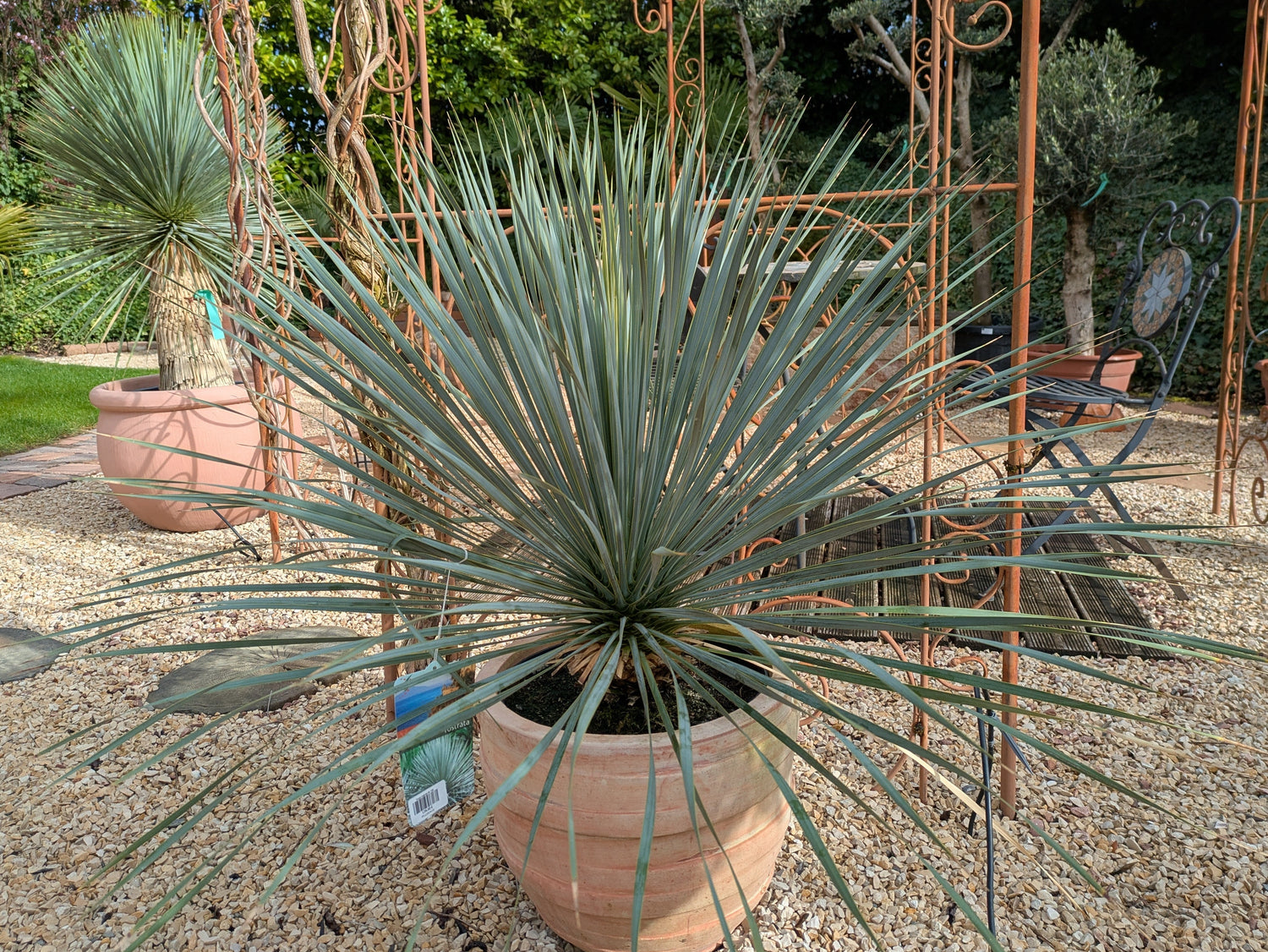 Yucca Rostrata im Übertopf