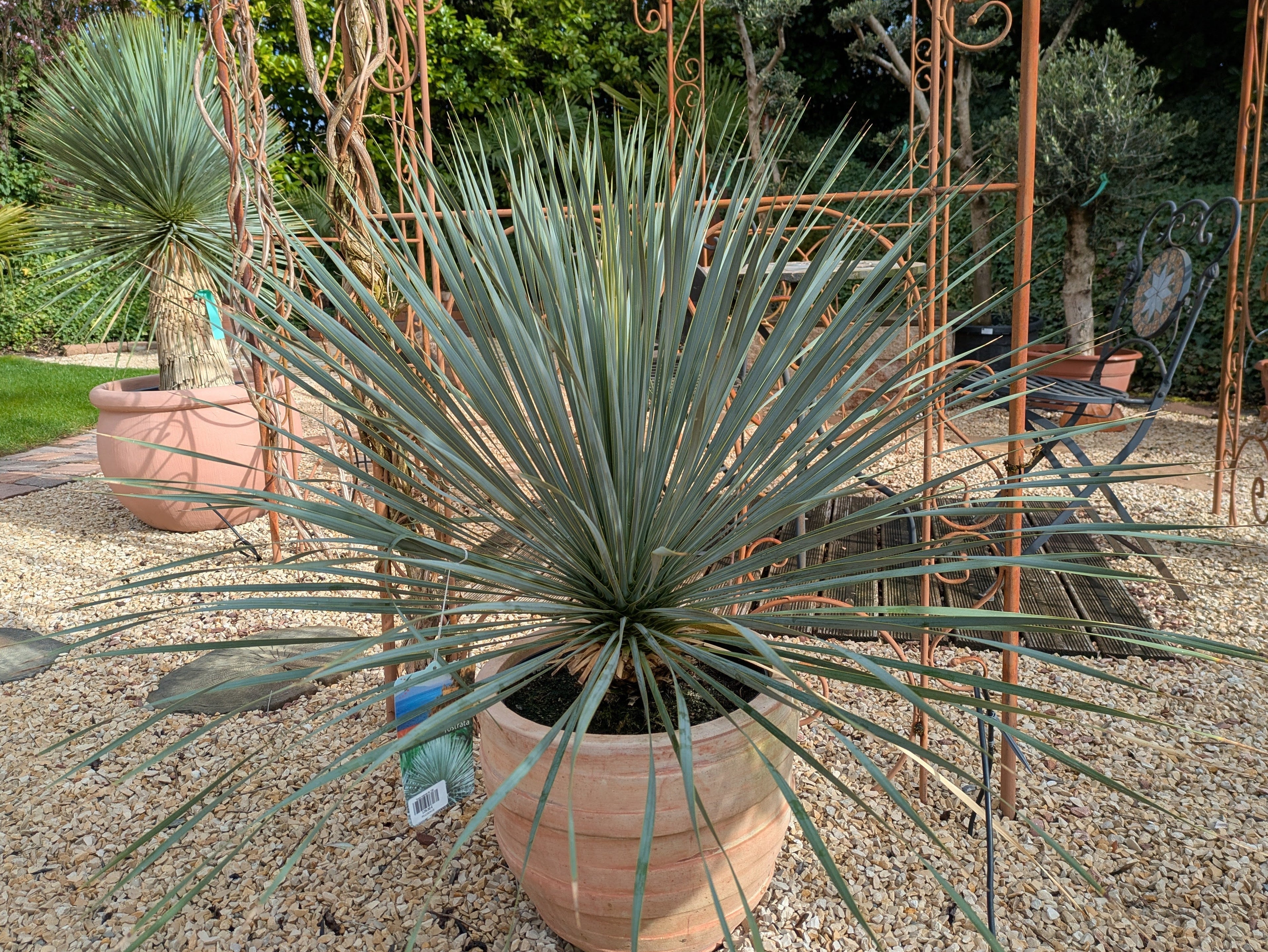 Yucca Rostrata im Übertopf