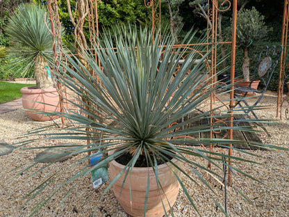 Yucca Rostrata im Übertopf