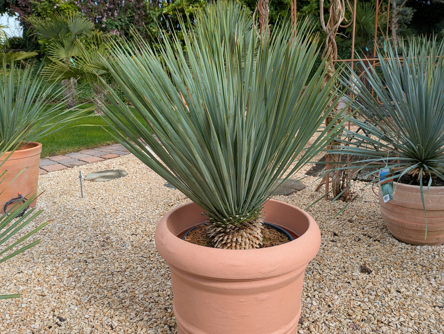 Yucca rosrata fat trunk  im Übertopf