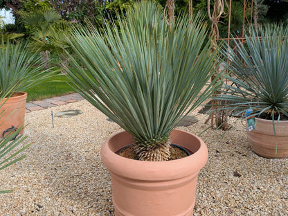 Yucca rosrata fat trunk  im Übertopf