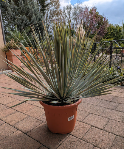 Yucca rosrata pesada aus der Pfalz