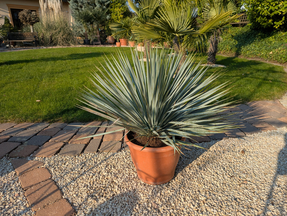 Yucca rostrada patio