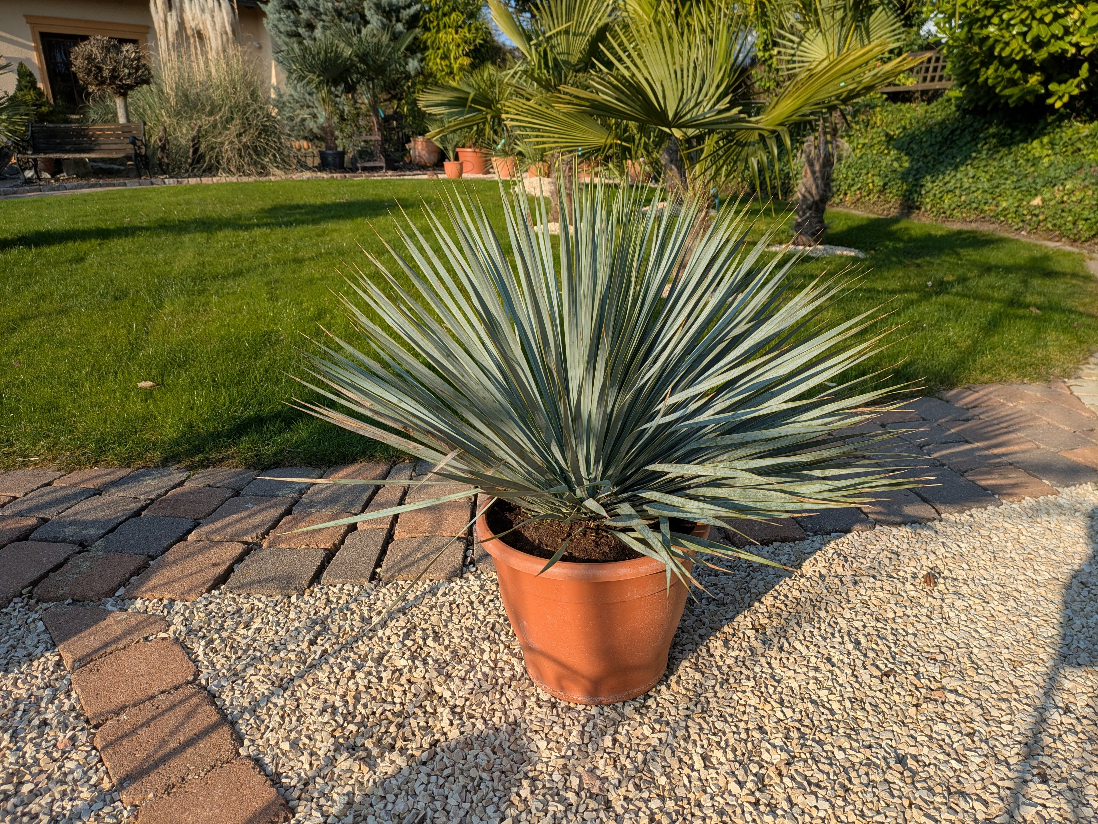 Yucca rostrada patio
