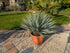 Yucca rostrada patio