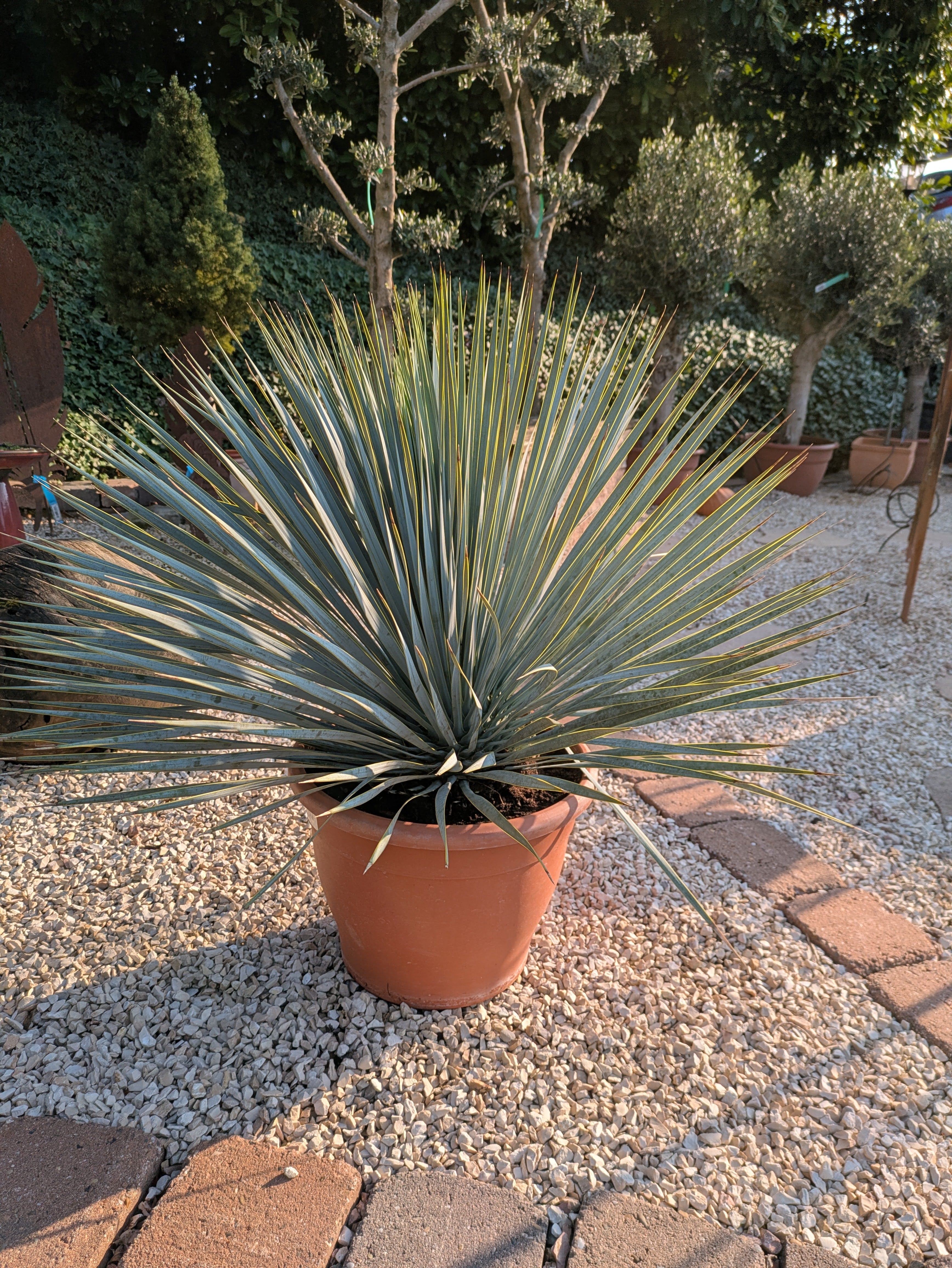 Yucca rostrada patio im Schaugarten  Lingenfeld