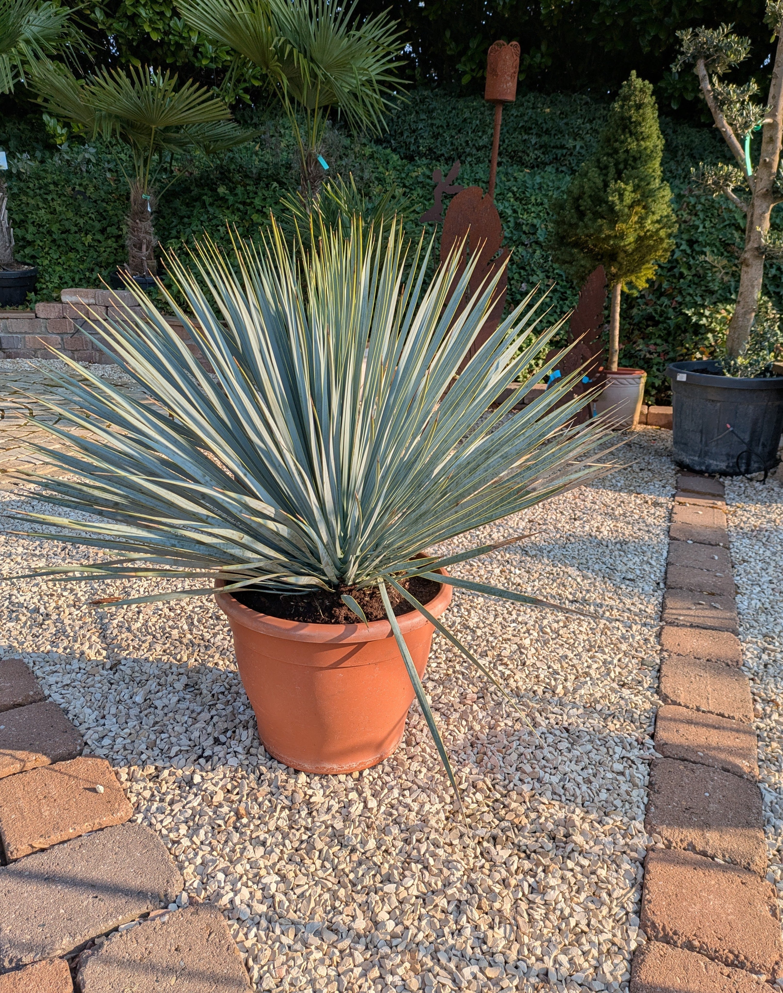 Yucca rostrada patio im  Toskanagarten Toskanagarten