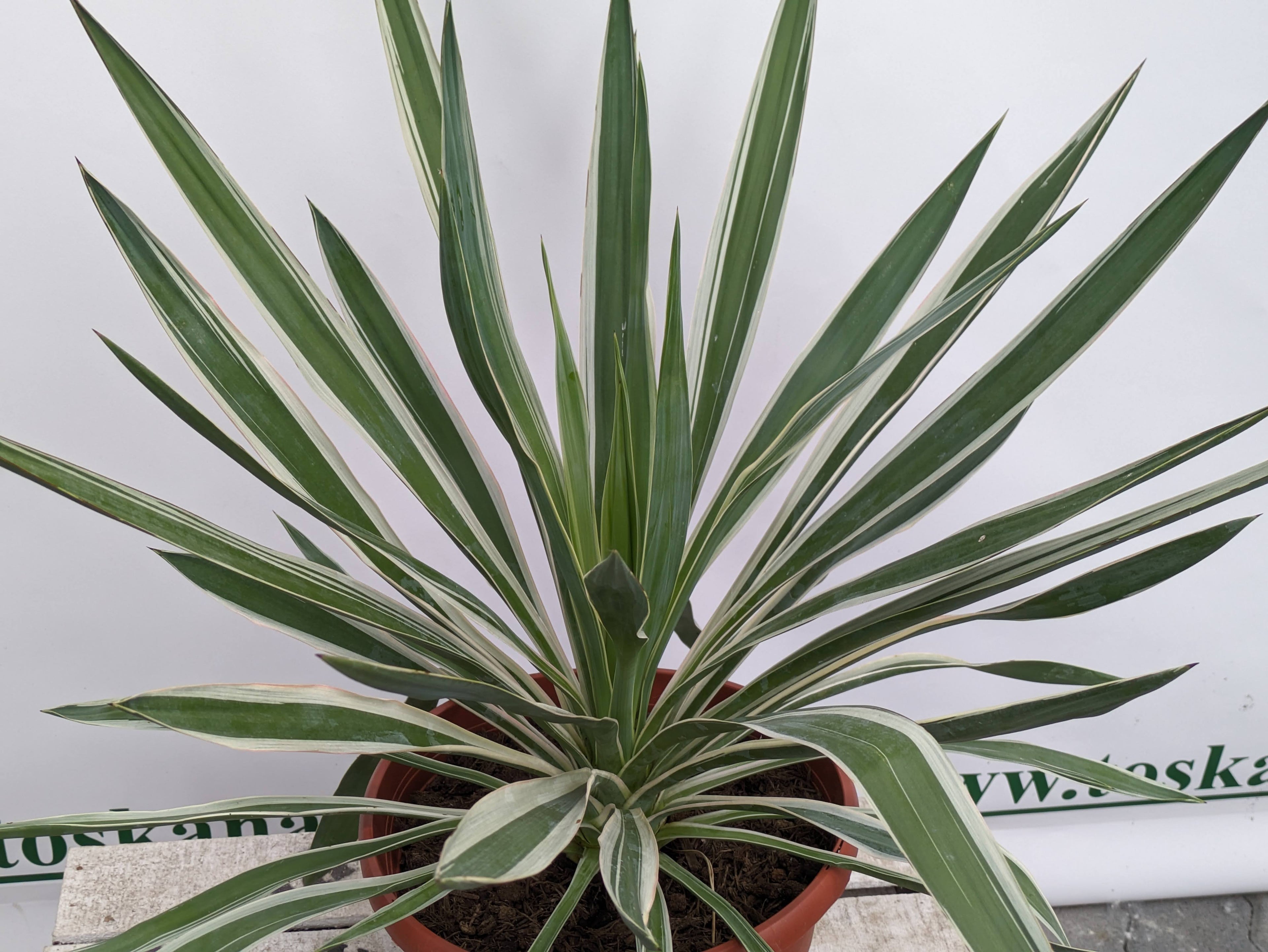 Gloriosa Yucca silver bont