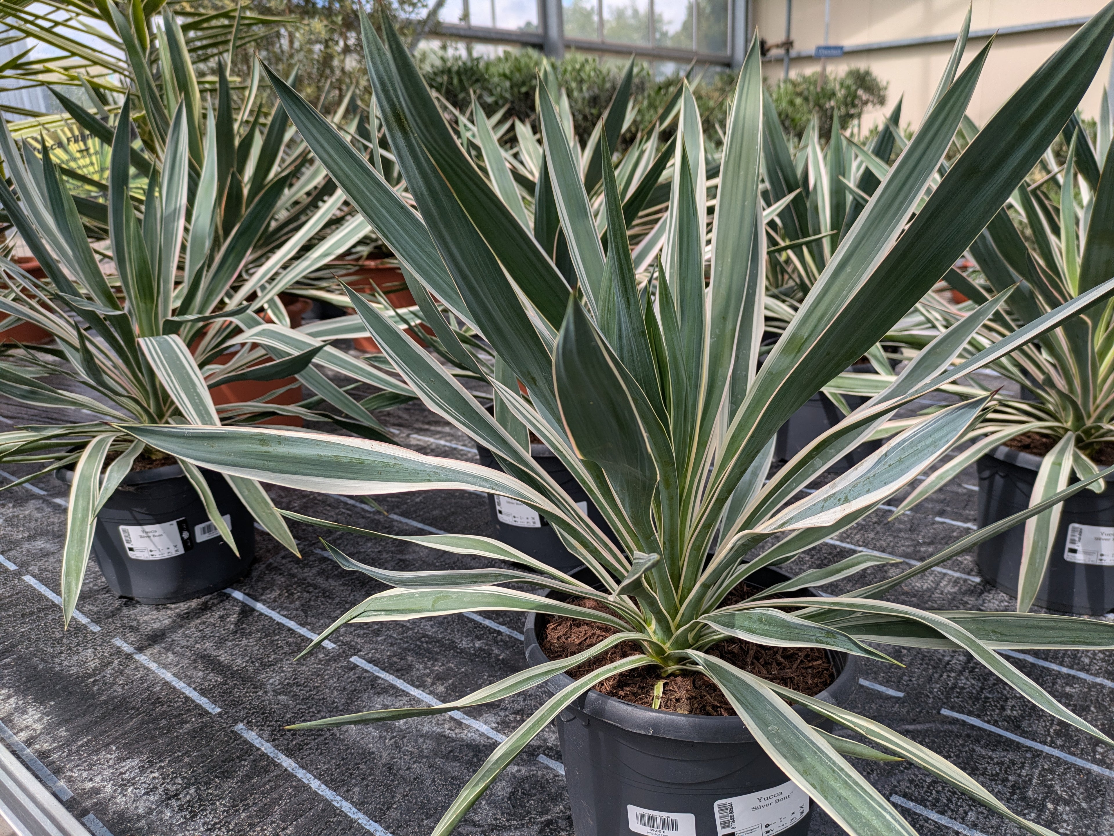 Yucca variegata in der Gärtnerei Scherer Lingenfeld