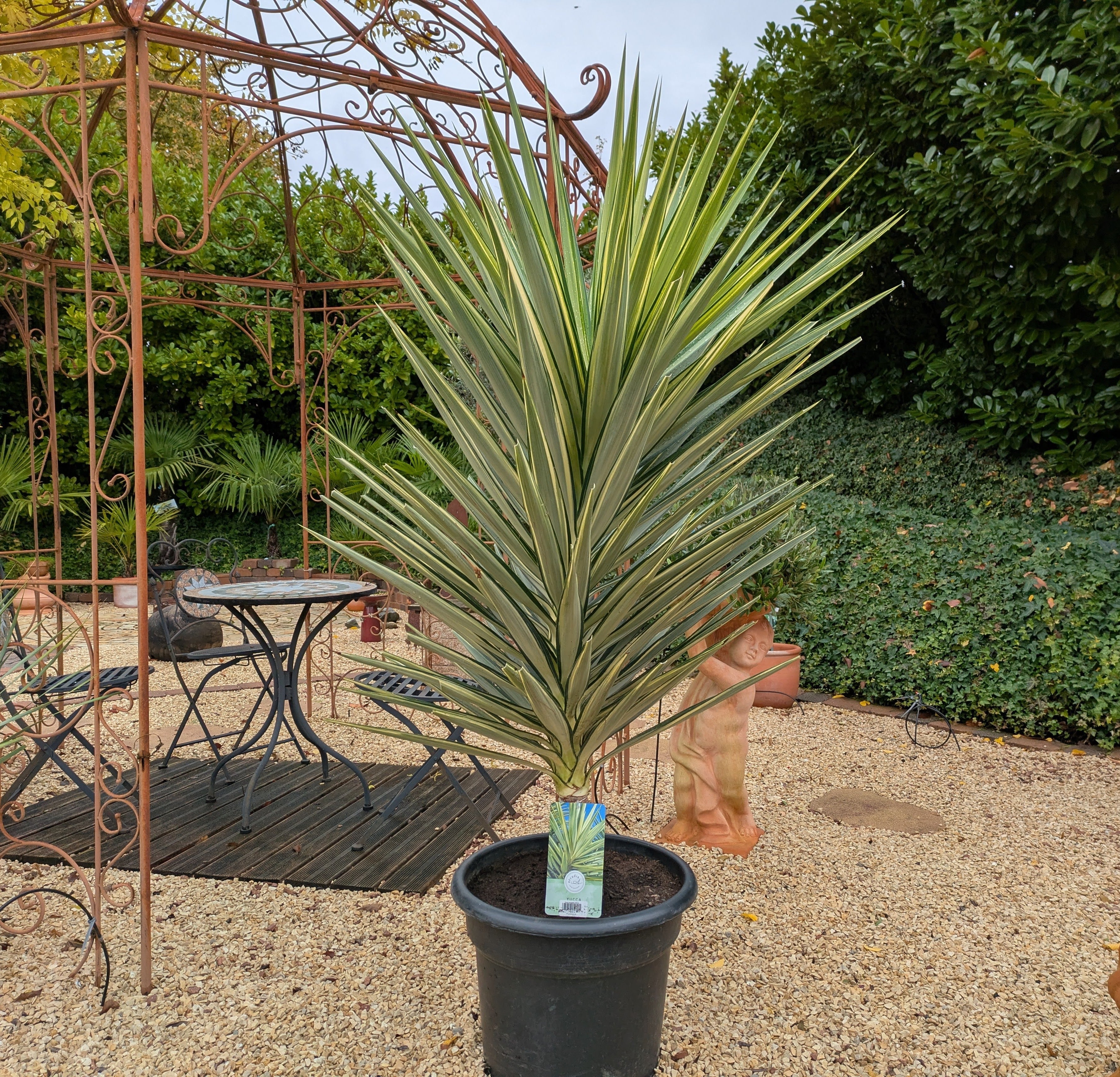 Jucca Jewel im Toskanagarten Lingenfeld