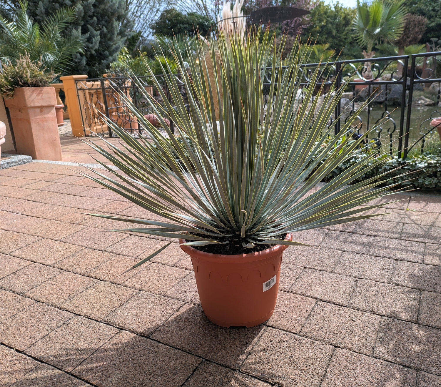 Yucca rosrata pesada
