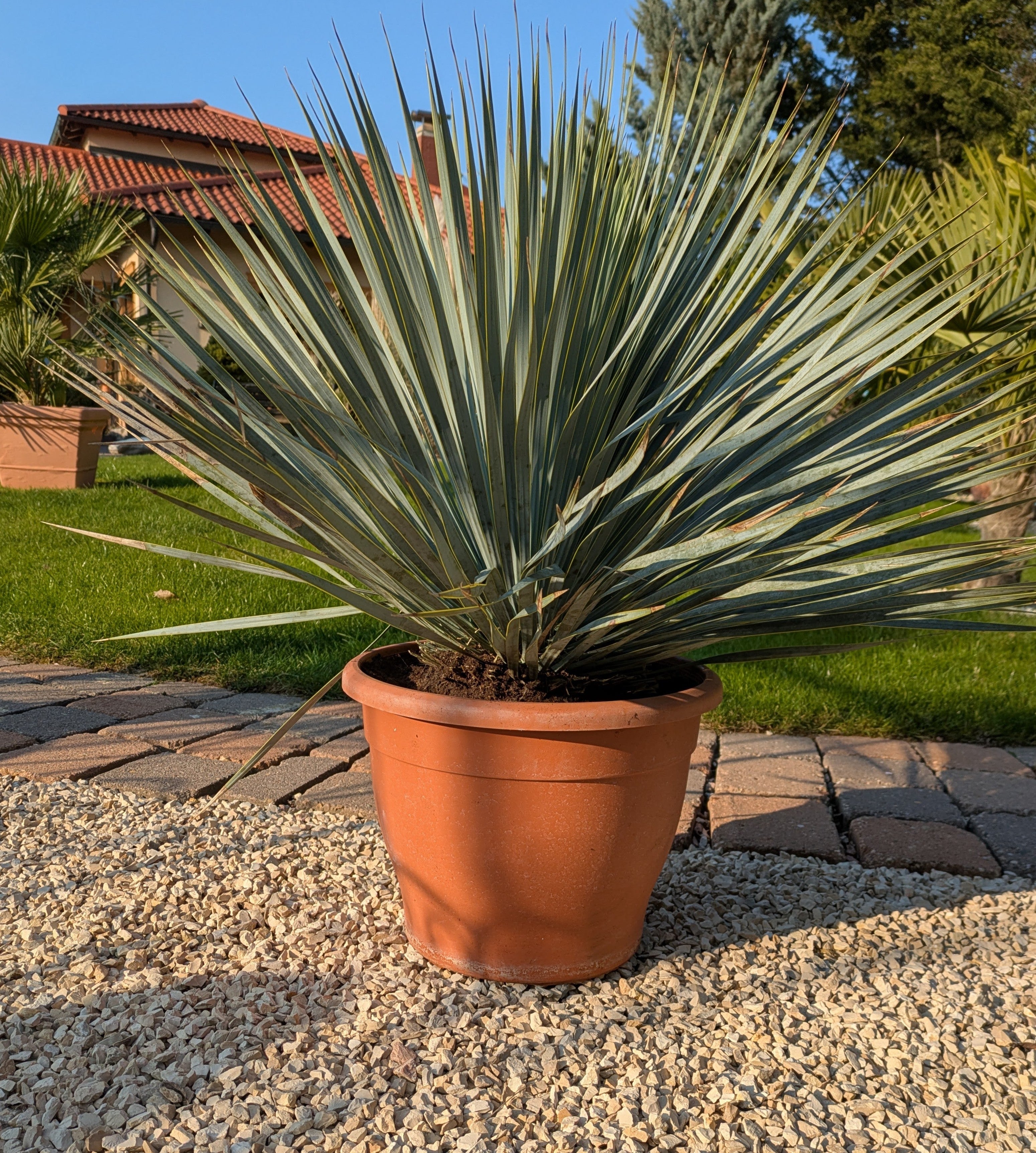 Yucca rostrada patio im Schaugarten Toskanagarten