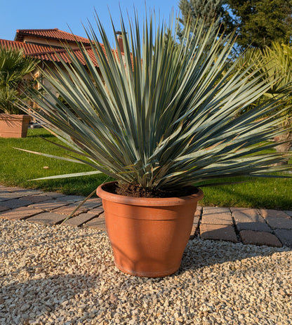 Yucca rostrada patio im Schaugarten Toskanagarten