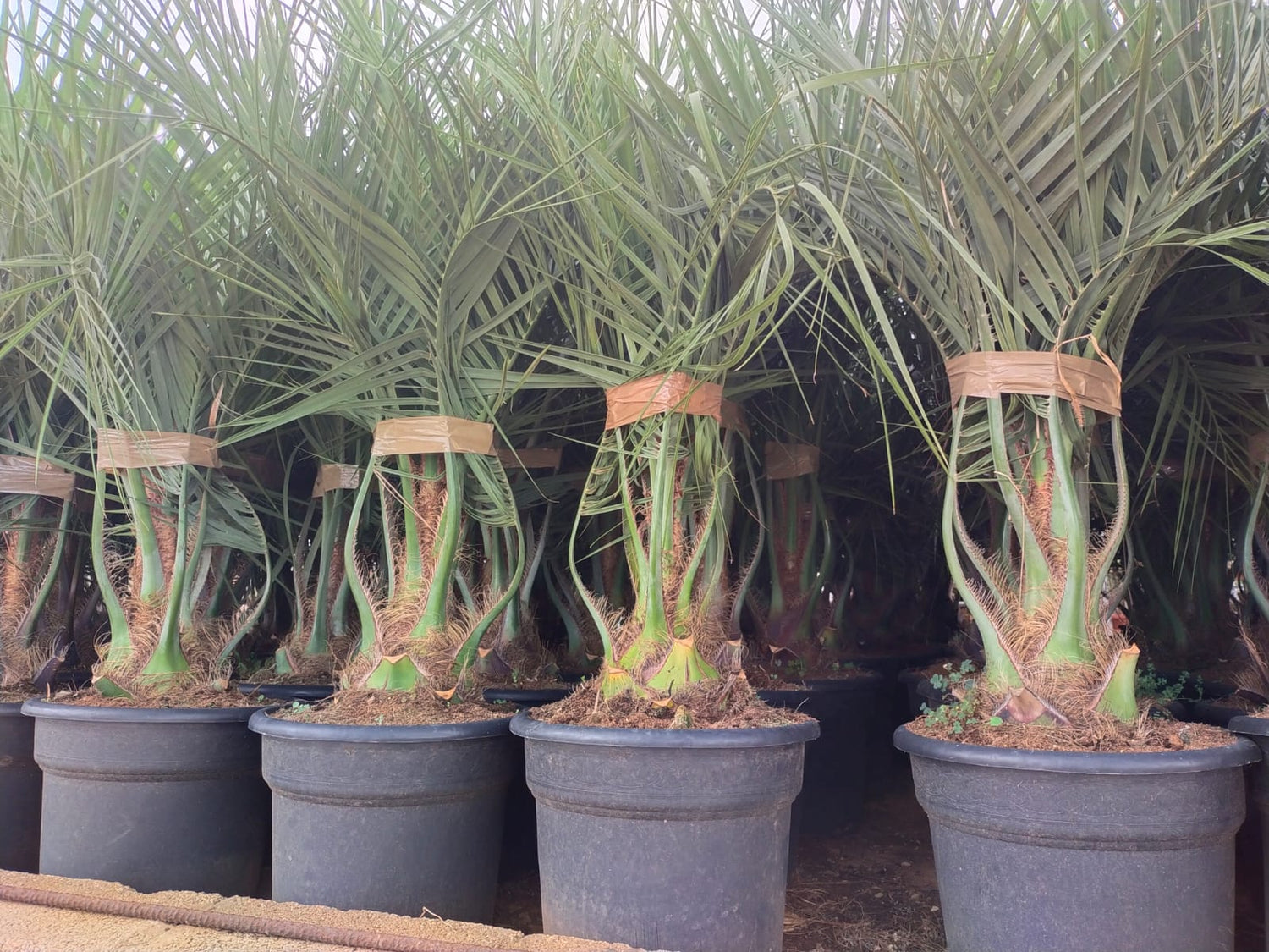 Butia Capitata Geleepalme 8 Jahre alt
