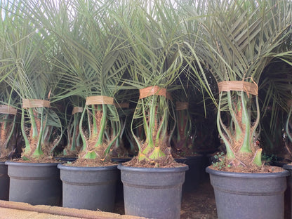Butia capitata 8 Jahre alt  für den Versand