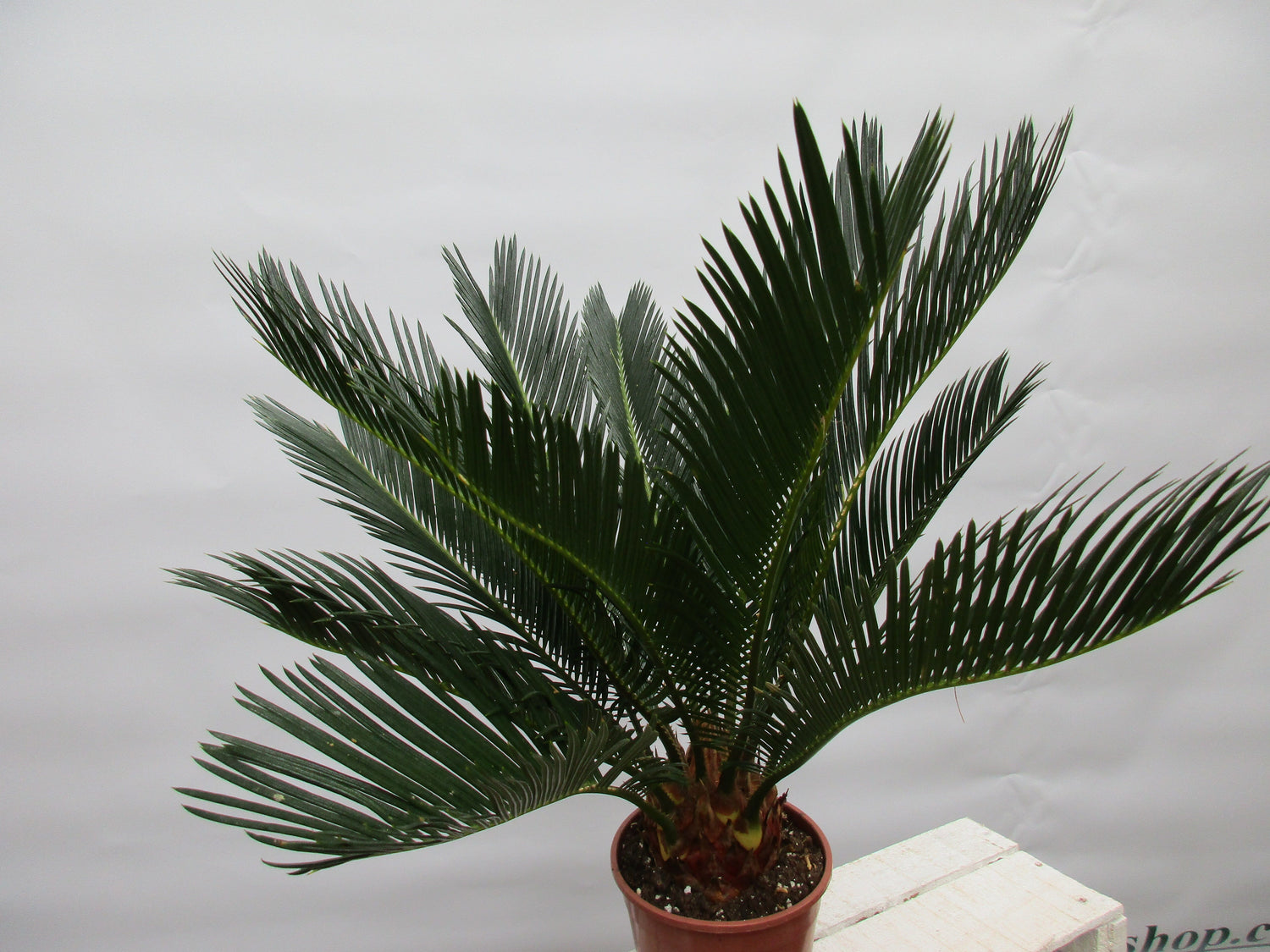 Cycas revoluta 50cm cycas toskanagarten-shop 