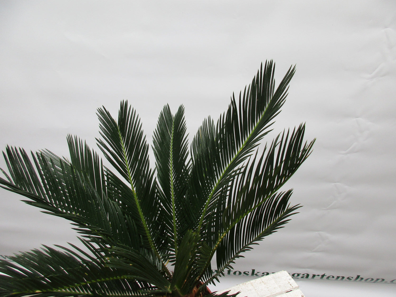 Cycas revoluta 50cm