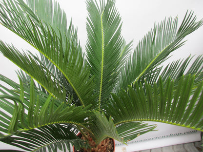 Cycas revoluta Palmfarn 65cm cycas toskanagarten-shop 