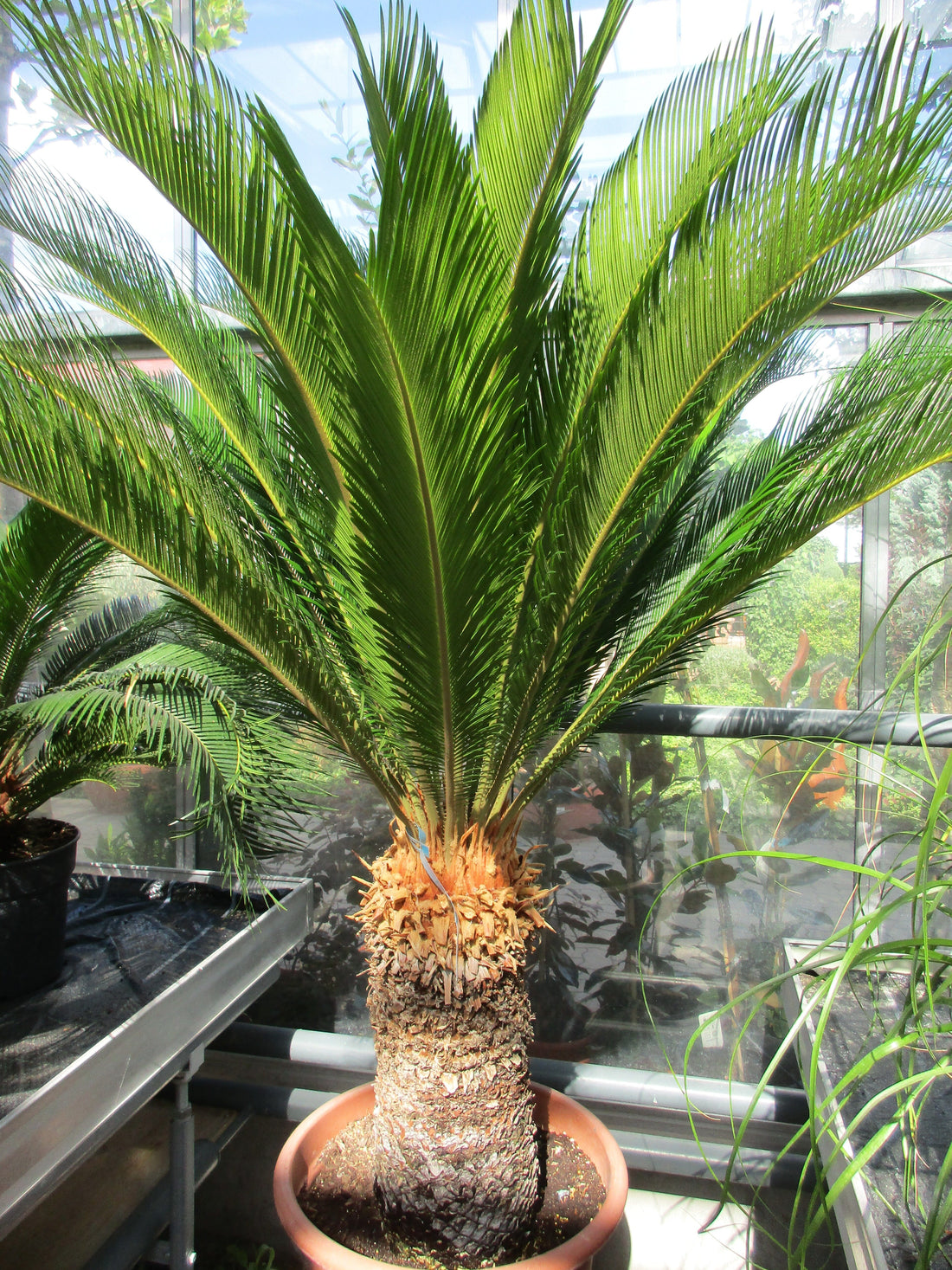 Cycas revoluta PalmfarnQualitätspflanze jetzt kostenloser Versand