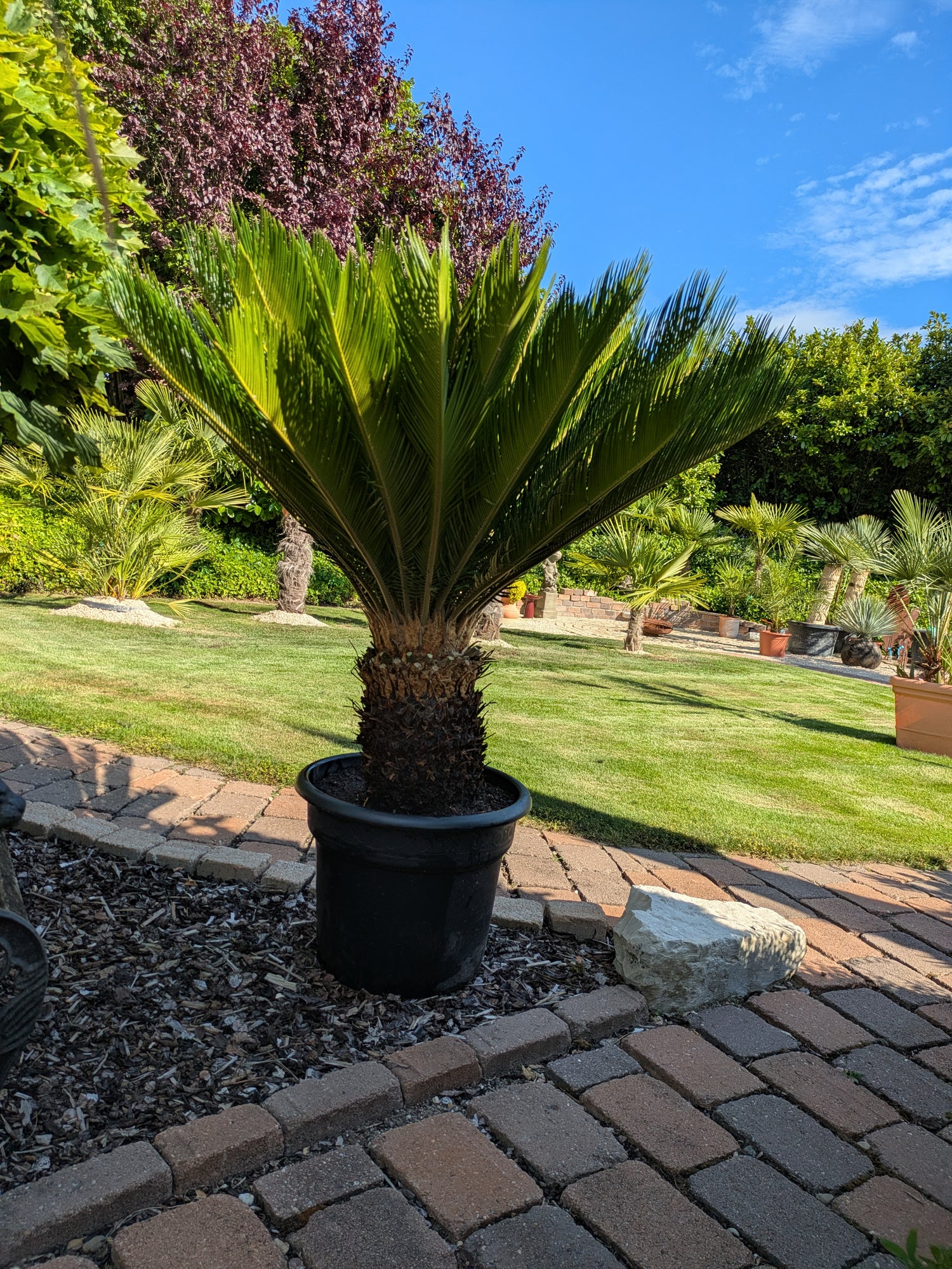 Cycas revoluta 45 Jahre