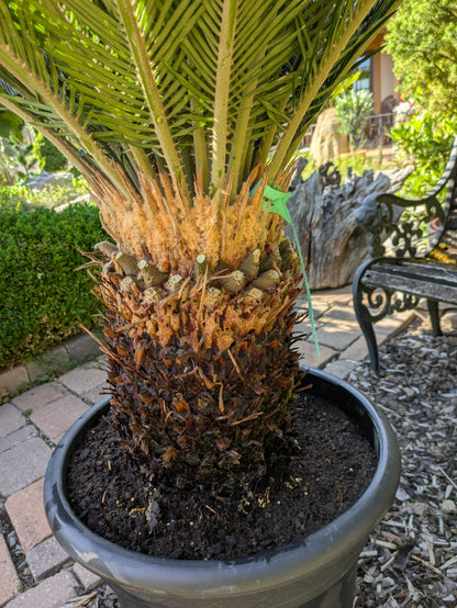 Cycas revoluta 45 Jahre, Stamm