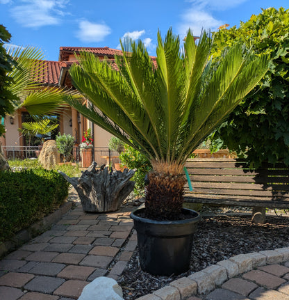 Cycas revoluta 45 Jahre