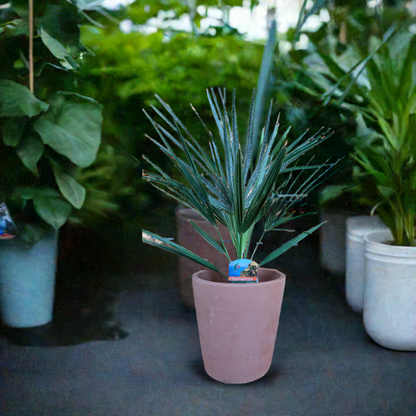 Chamaerops humilis ,Zwergpalme 65cm