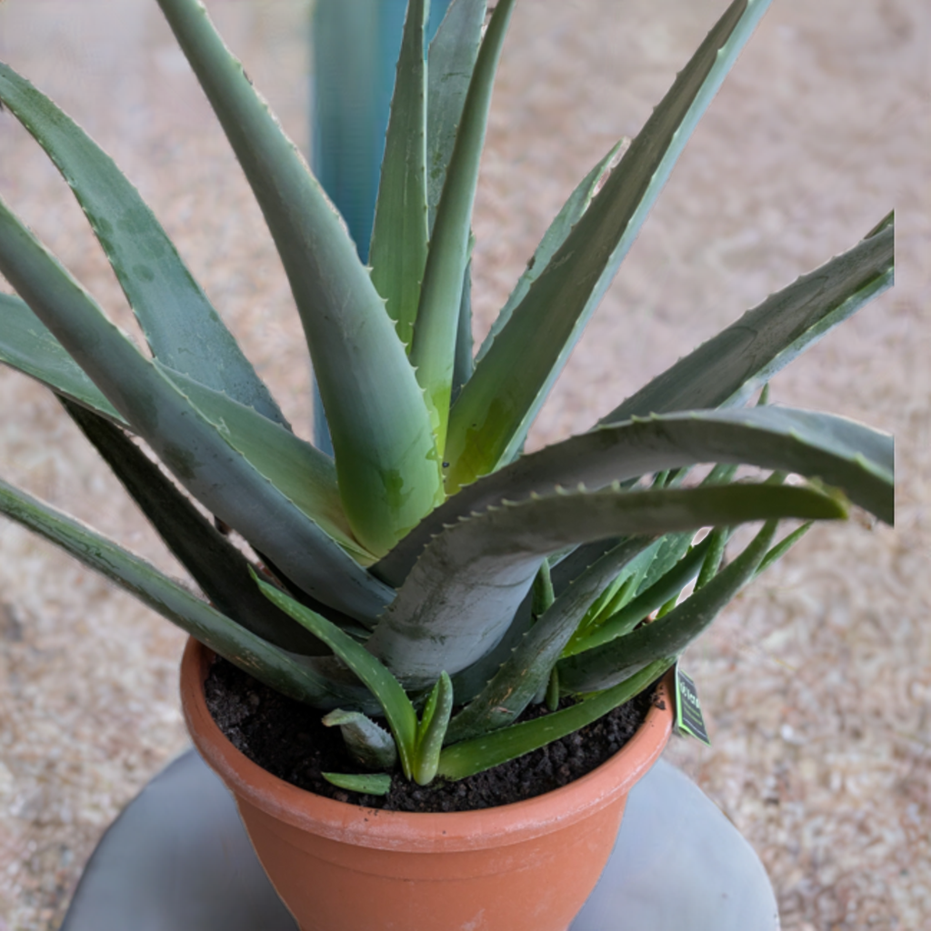 Aloe Vera, Jumbo