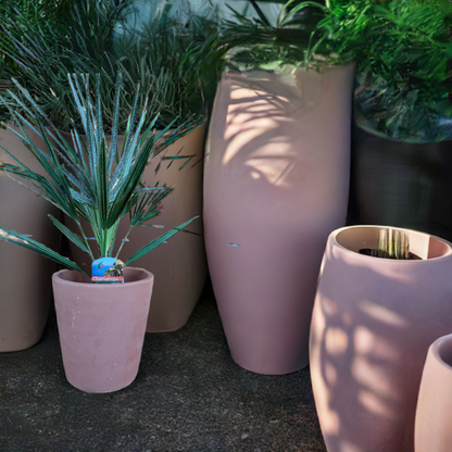 Chamaerops humilis ,Zwergpalme 65cm