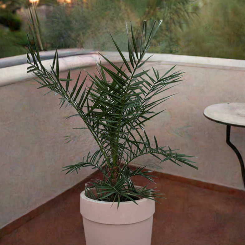 Dattelpalme auf einem Balkon