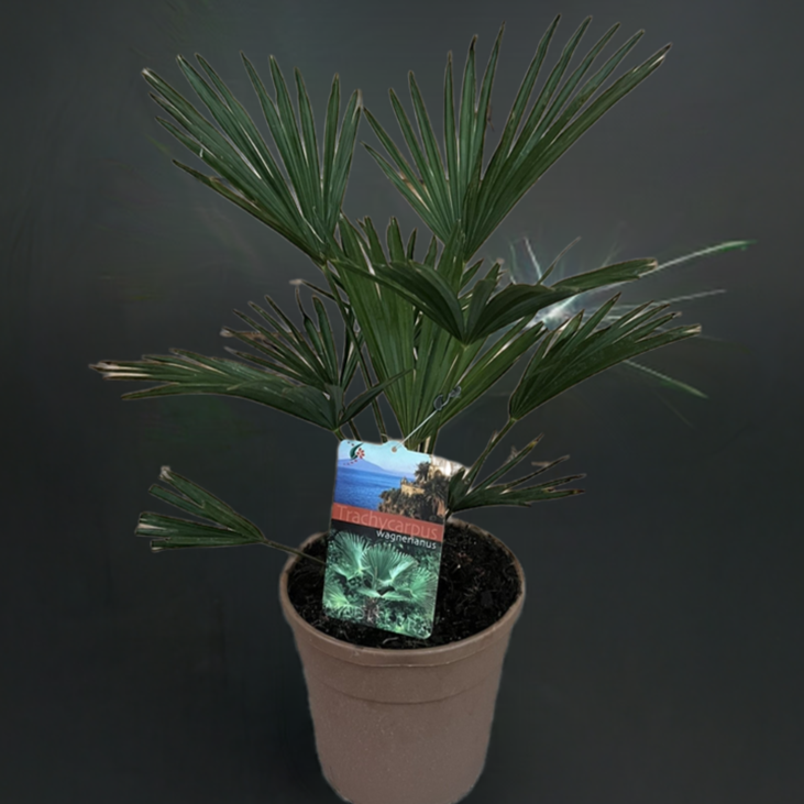 Hanfpalme wagnerianus, Trachycarpus 70cm