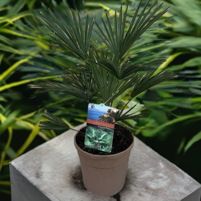 Hanfpalme wagnerianus, Trachycarpus 70cm