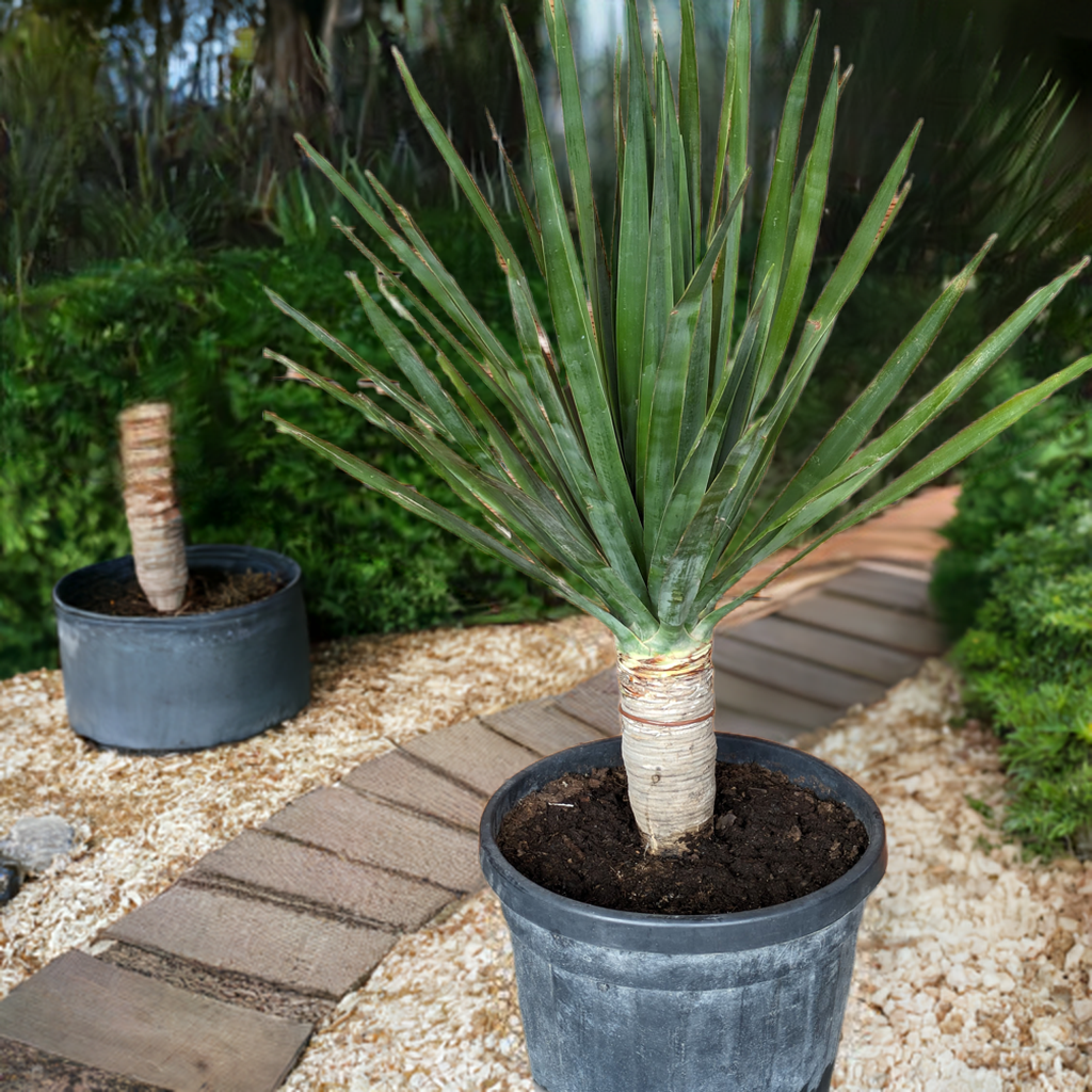 Dracaena Draco, 160cm