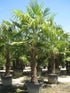Hanfpalme, Trachycarpus 190 cm Hanfpalme toskanagartenshop 