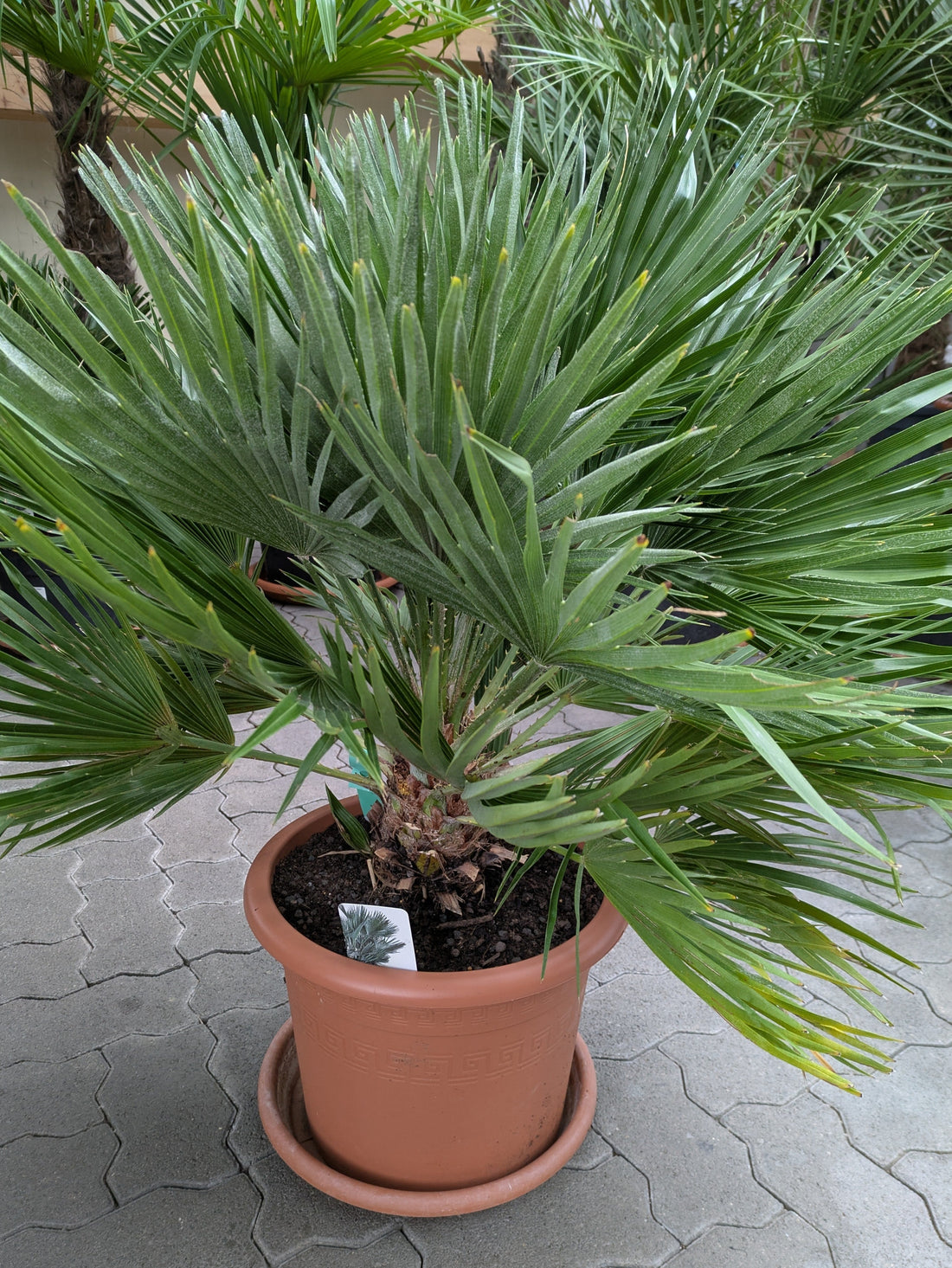 humilis_vulkano_argentea im Toskanagarten