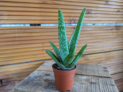 Aloe Vera, klein 4 Stück