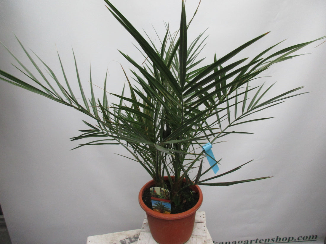 Phoenix canariensis, Dattelpalme,80cm phönix toskanagartenshop