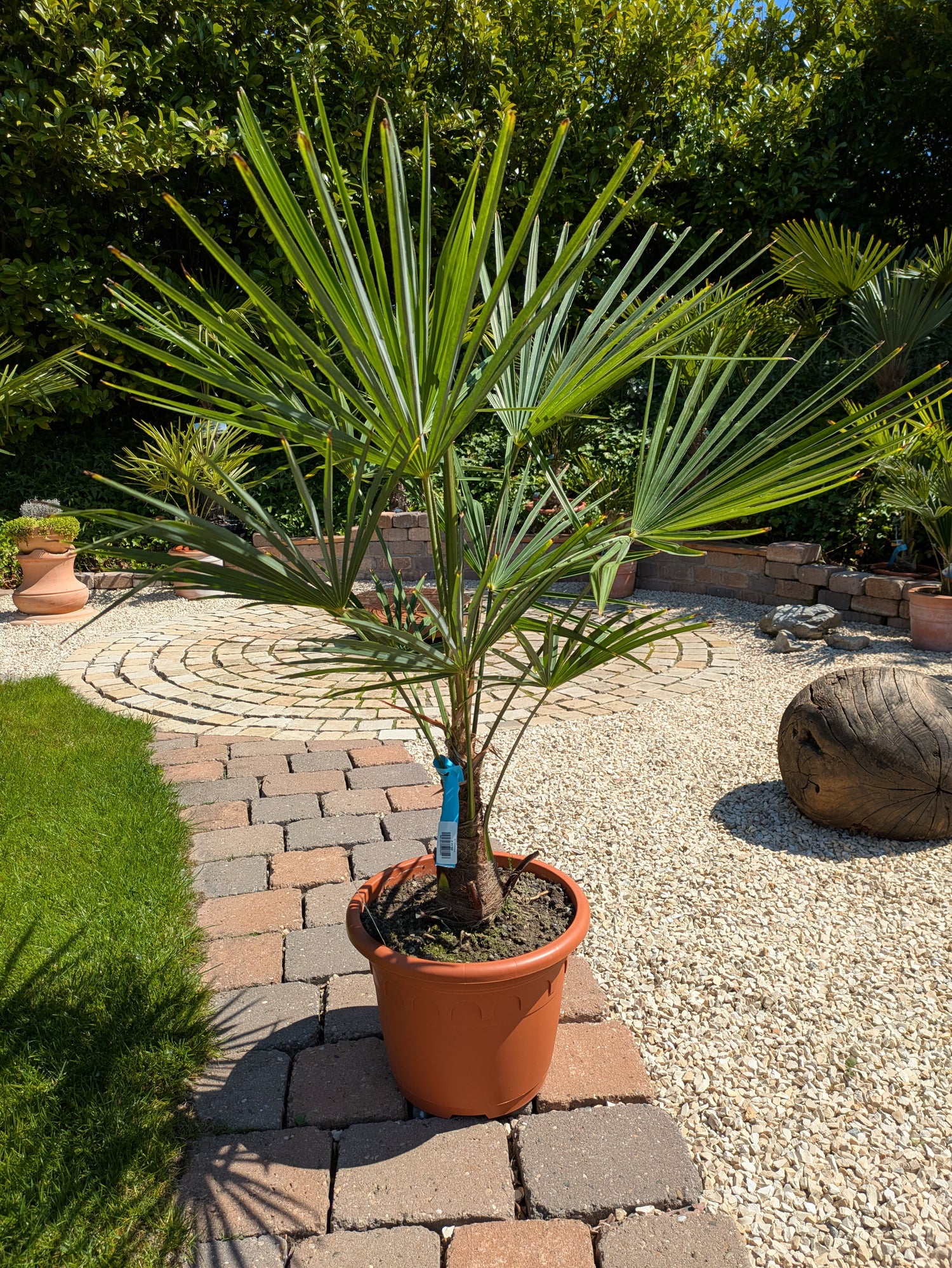 Hanfpalme 110 cm 