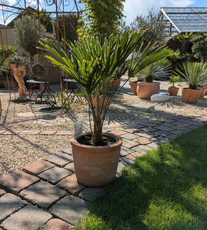 Wagners Hanfpalme 70cm im Toskanagarten