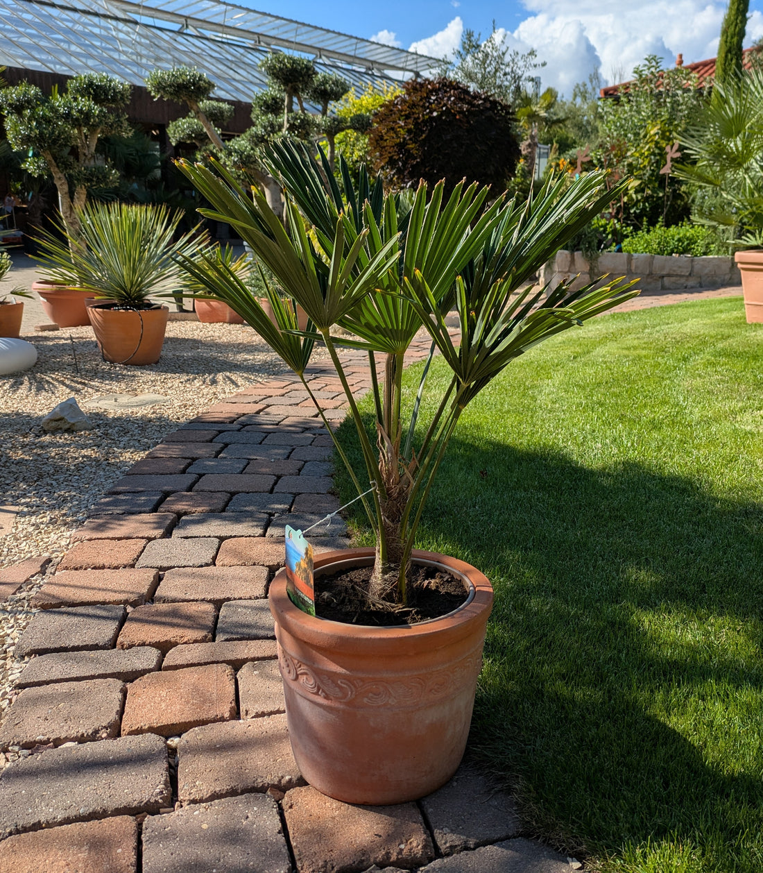 Wagners Hanfpalme 70cm