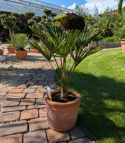 Wagners Hanfpalme 70cm